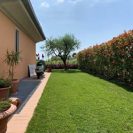 Mimosa Lazise